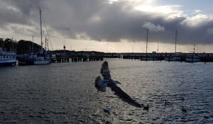 Möwe